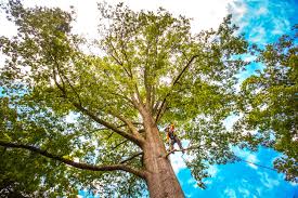 Lawn Maintenance Plans in Scarsdale, NY