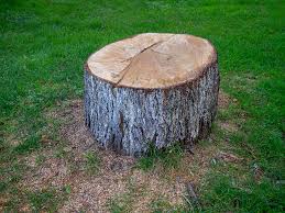 How Our Tree Care Process Works  in  Scarsdale, NY