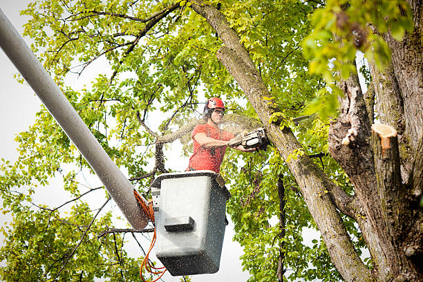 Trusted Scarsdale, NY Tree Care Experts